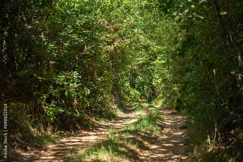 View of the path on the middle at the forest, trees and middle vegetation View of the path on the middle at the forest, trees and middle vegetation