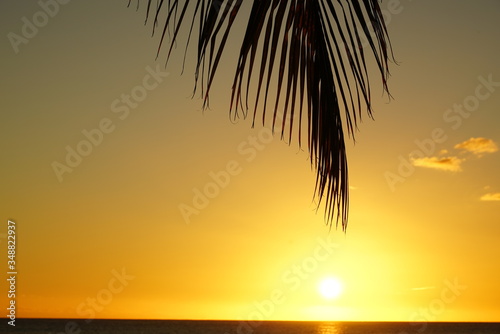 Palm tree silhouette and sea at a tropical beach