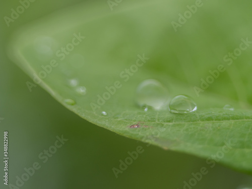 Water balance on leaf Natural green background 