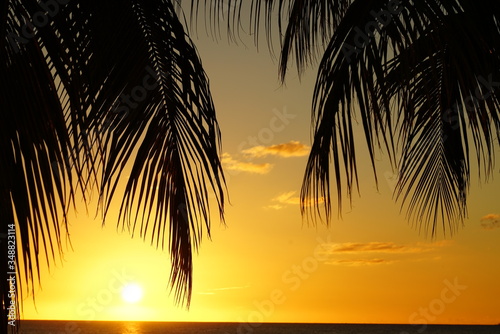 Palm tree silhouette and sea at a tropical beach