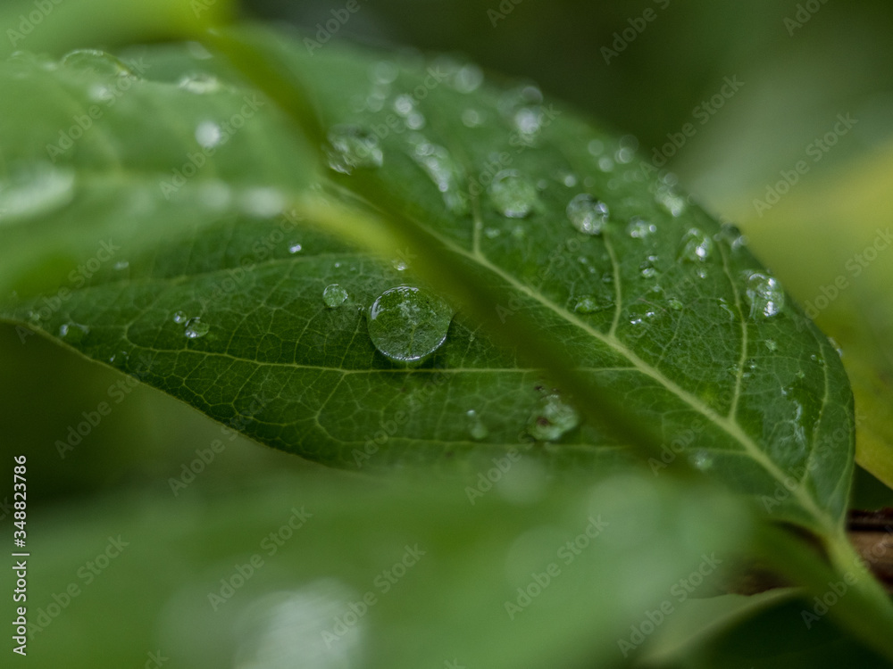 Water balance on leaf Natural green background Water balance on leaf Natural green background