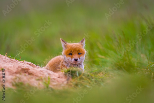 Young red fox babies are playing on the green meadow