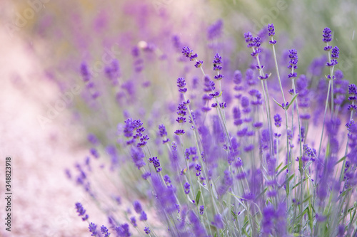 Day light sky over lavender bushes. Close-up of flower field background. Design template for lifestyle illustration.