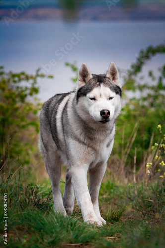 The dog is walking along the grass. Dangerous hunter. Siberian Husky is running. © voltgroup