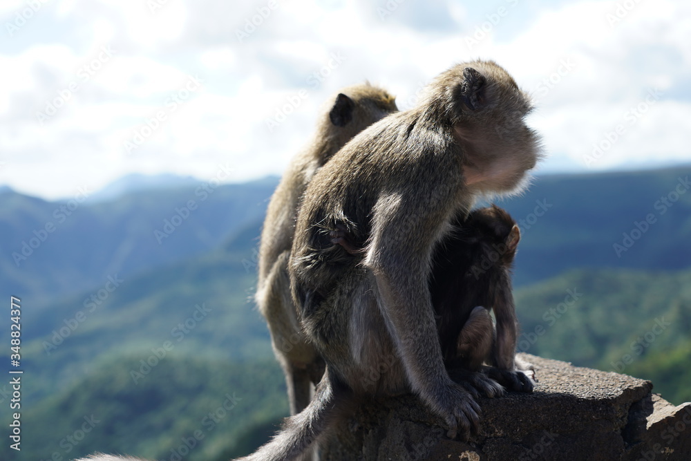 Naklejka premium Wild monkeys in the mountain
