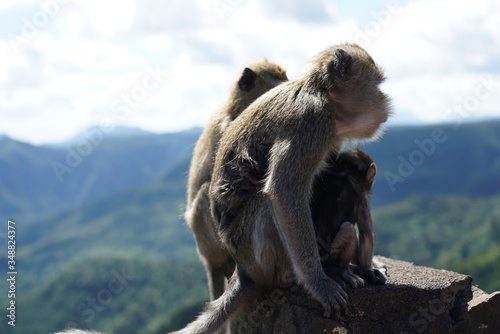 Wild monkeys in the mountain © Nacho Á Ortiz-Repiso