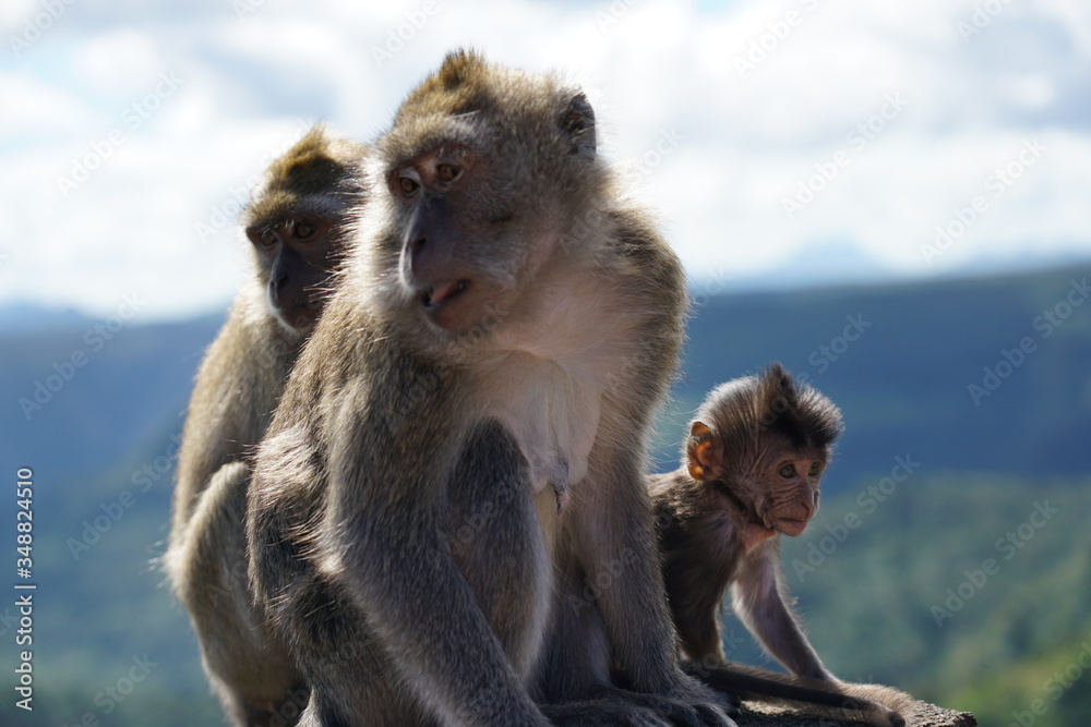 Wild monkeys in the mountain