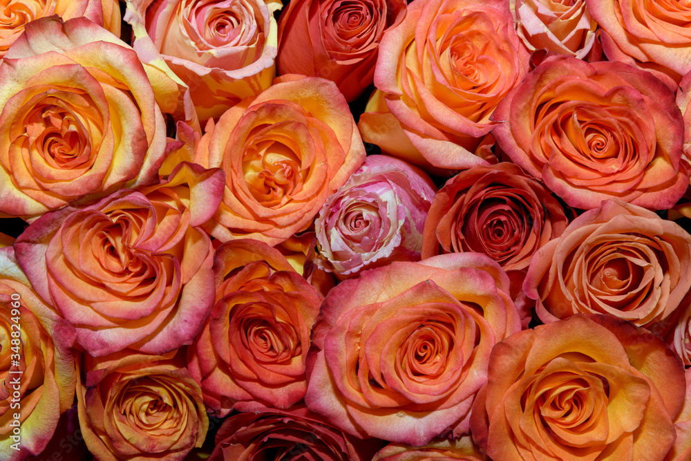 Naklejka premium Background of bouquets of flowers. Roses. Design. Close up.
