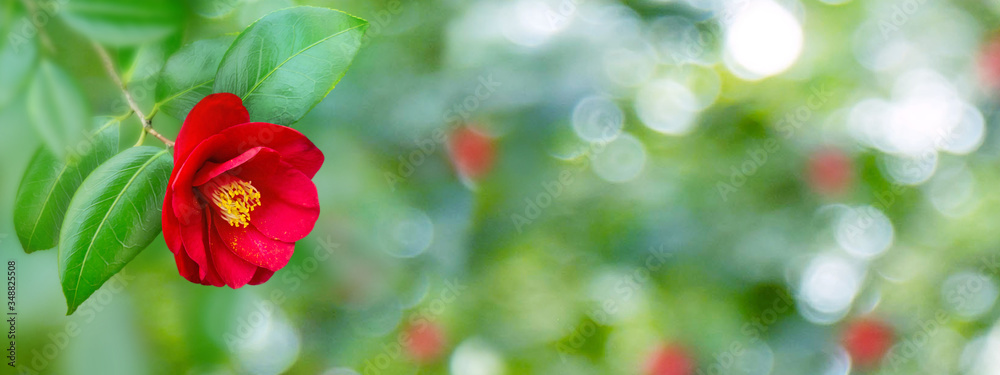 Red camellia japanese semi-double form flower Red camellia japanese semi-double form flower