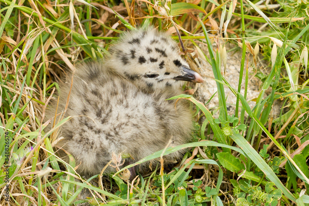 Larus michahellis, gull chick on vegetation. Larus michahellis, gull chick on vegetation.