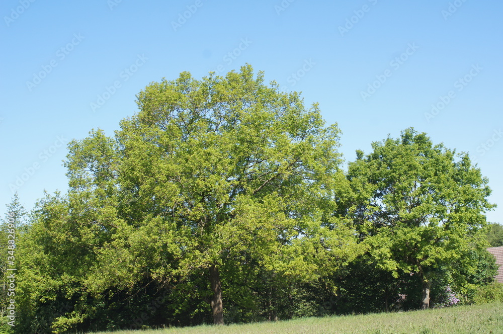 baum, landschaft,himmel