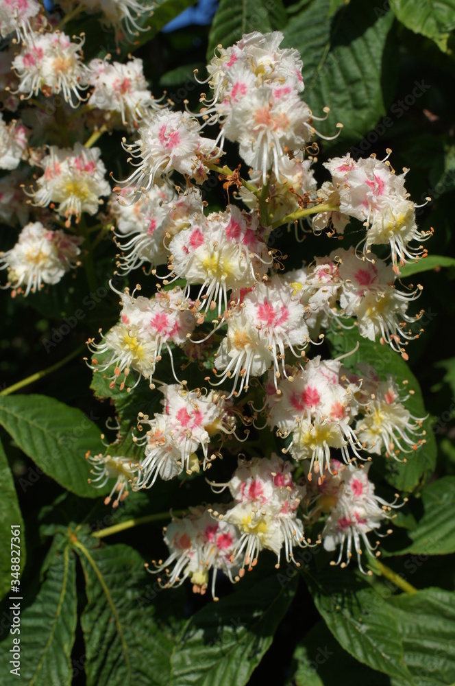 Blüten eines Kastanienbaumes draußen selten
Blüten eines Kastanienbaumes draußen selten