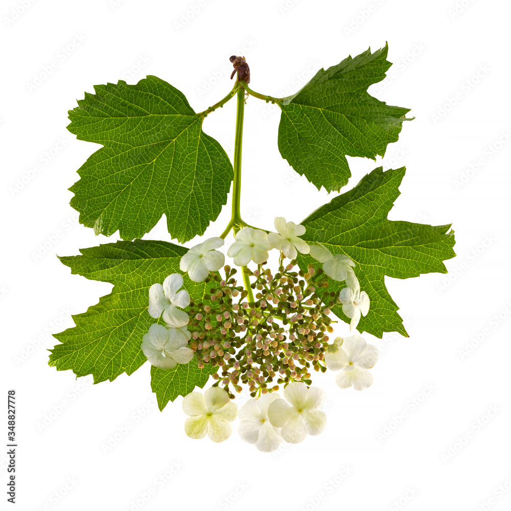 flower guelderrose (Viburnum opulus) on a white background. Viburnum opulus (guelderrose or