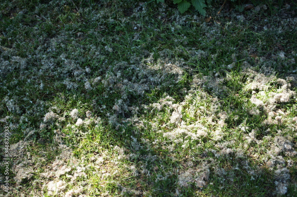 Weißer Flaum einer Pappel liegt auf dem Boden. Früchte der Pappel.