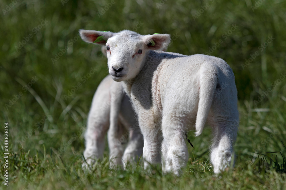 Single Young lamb looks backwards