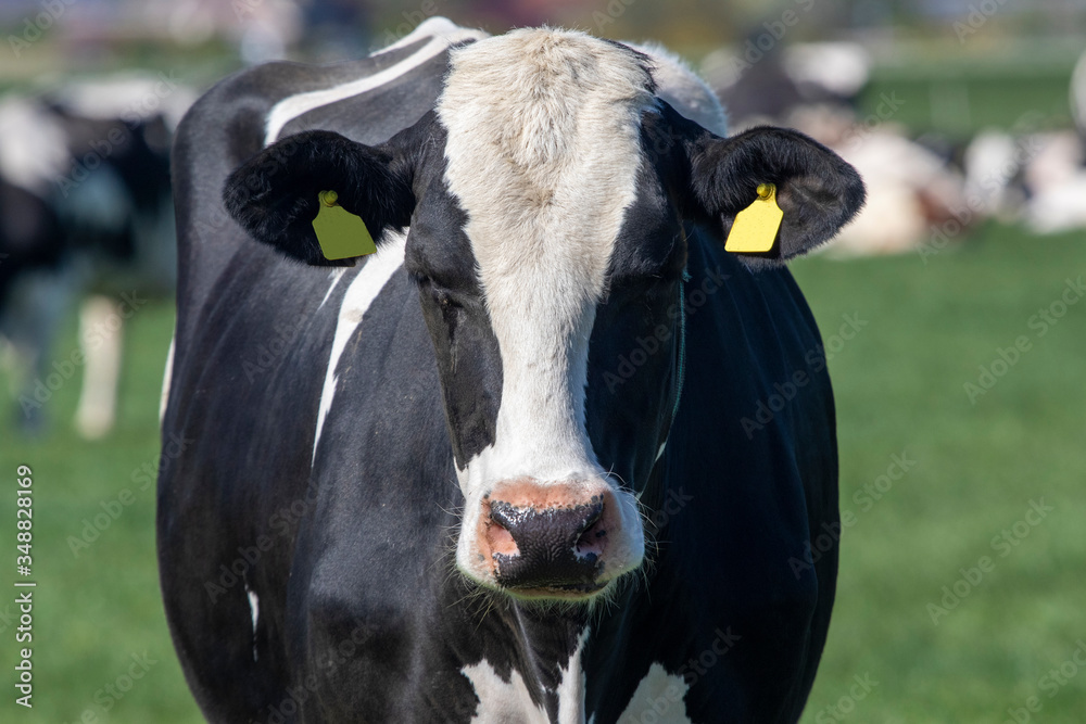 Portrait of a Dutch black and white Holstein cow in the pasture.