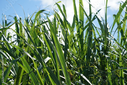 Crop field and green leaves