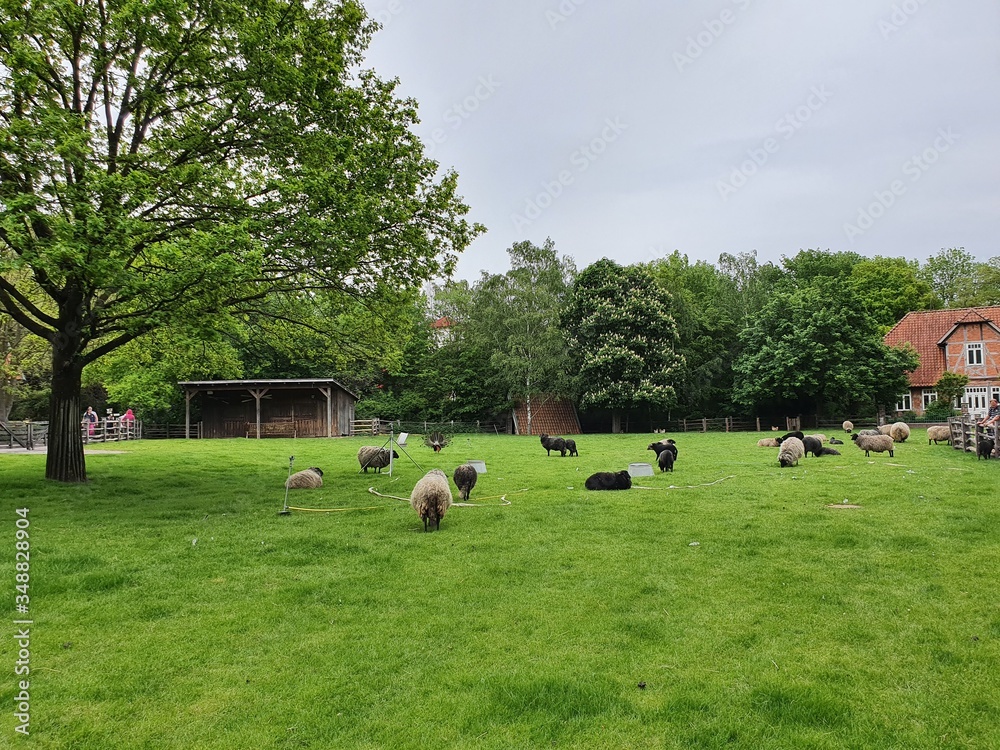 Obraz premium Zoo Hannover (Germany)