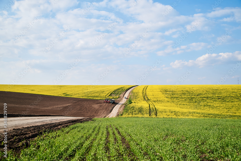 Beautiful yellow rapeseed field landscape with dirt road. Countryside  village rural natural background . Green and yellow plants on brown ground  and blue sky with clouds. Nature protection concept. Stock Photo |