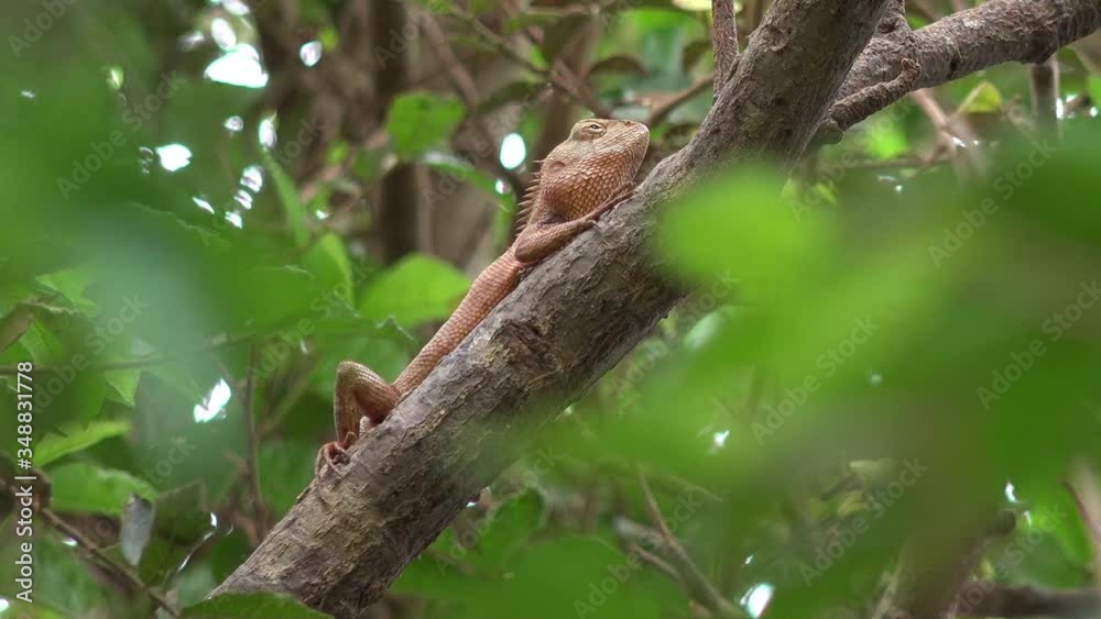 Zoom In on a Large Lizard Relaxing in a Tree Zoom In on a Large Lizard Relaxing in a Tree