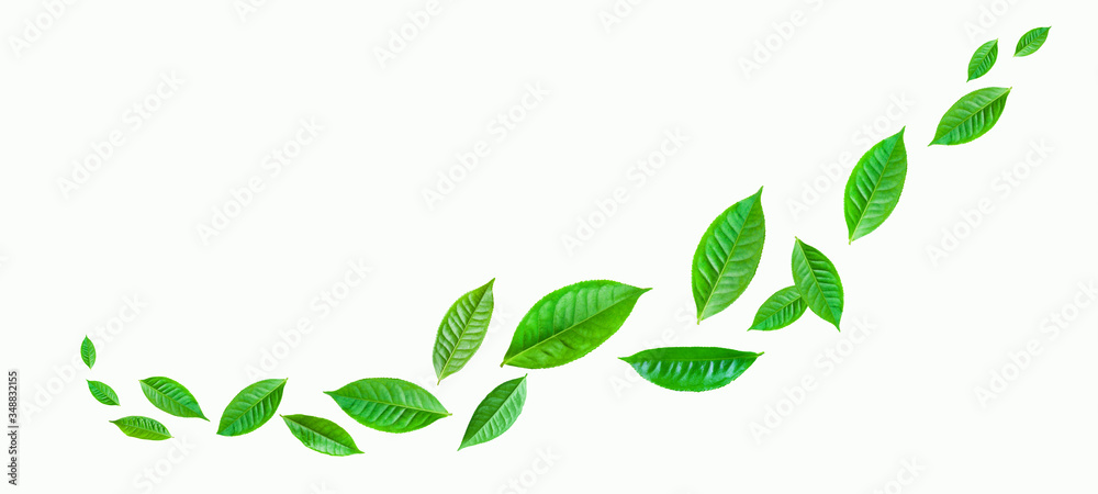 fresh green tea plant leaf on white background for design elements, Flat lay fresh green tea plant leaf on white background for design elements, Flat lay