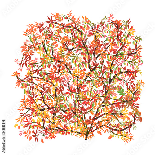 Ivy with colorful autumn leaves. A spreading plant isolated on a white background.  illustration.