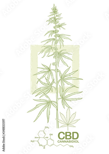 Hemp, Cannabis plant. Template, poster, card, good for product label. Vector illustration in natural green colors.