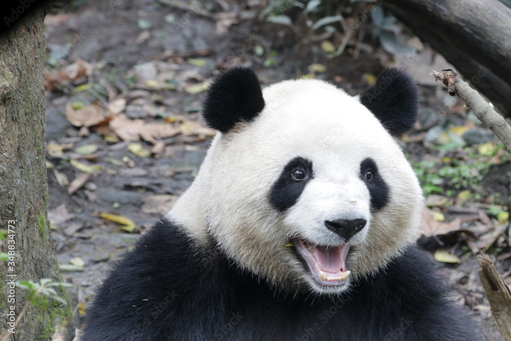 Cute Giant panda ,Mei Lan,  with Funny Pose, China