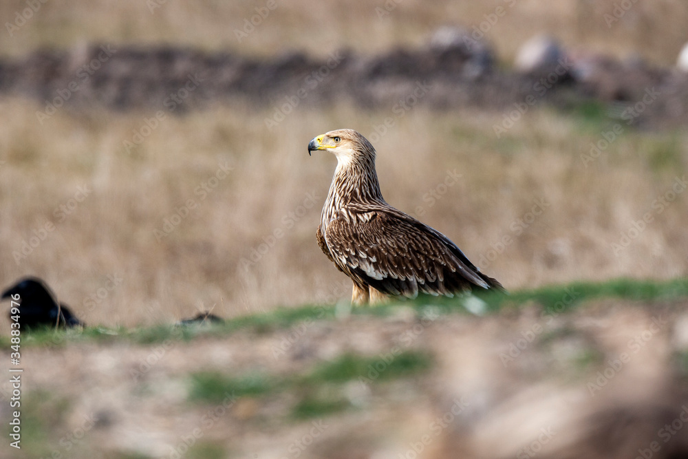 Eastern imperial eagle (Aquila heliaca). Wildlife animal. Eastern imperial eagle (Aquila heliaca). Wildlife animal.