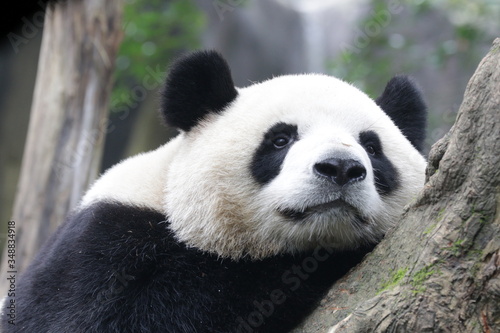 Close up Fluffy Face Panda