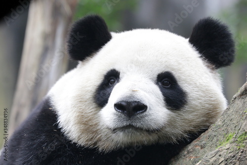 Close up Fluffy Face of Giant Panda  China