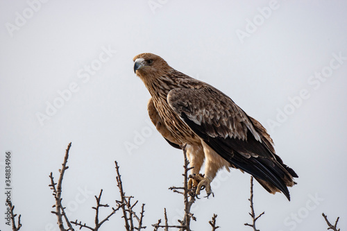 Eastern imperial eagle (Aquila heliaca). Wildlife animal. © Ali Tellioglu