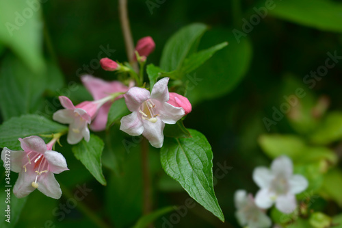 Old-fashioned weigela