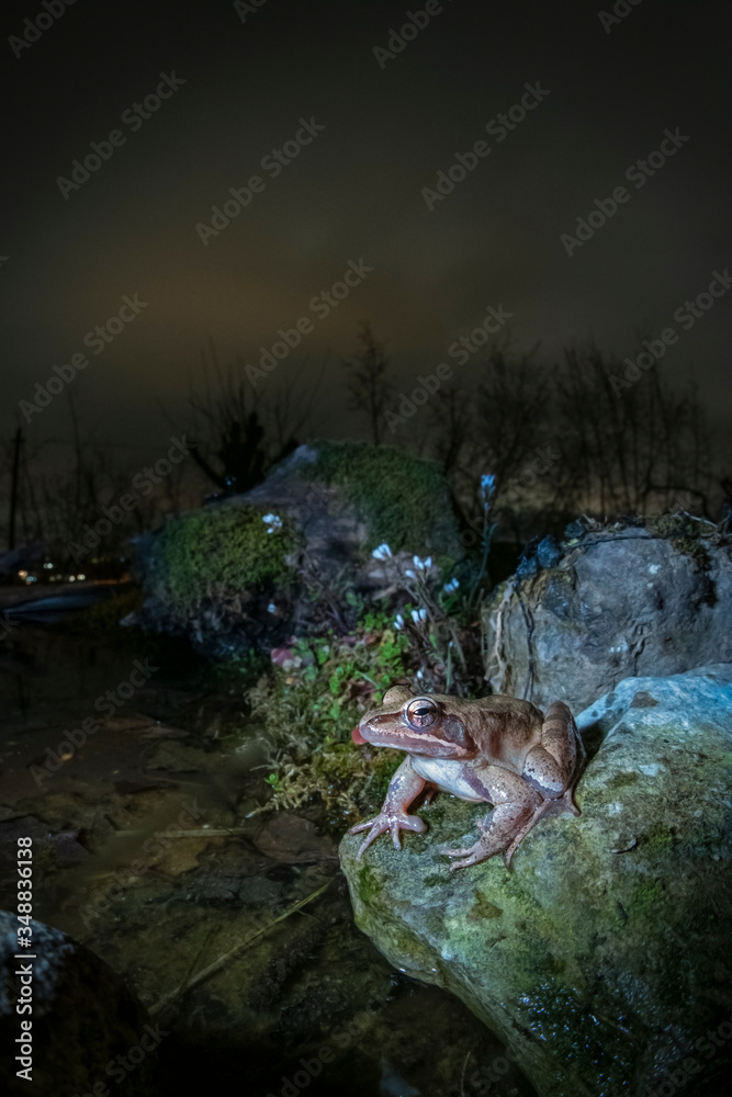 Fototapeta premium Rana dalmatina