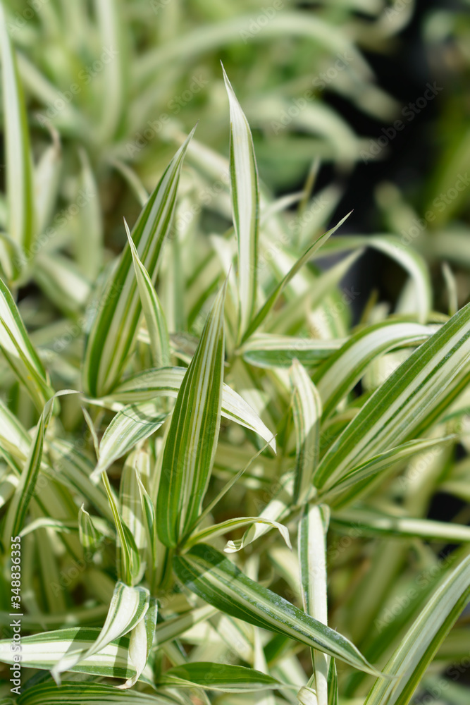 Dwarf white-striped bamboo Dwarf white-striped bamboo