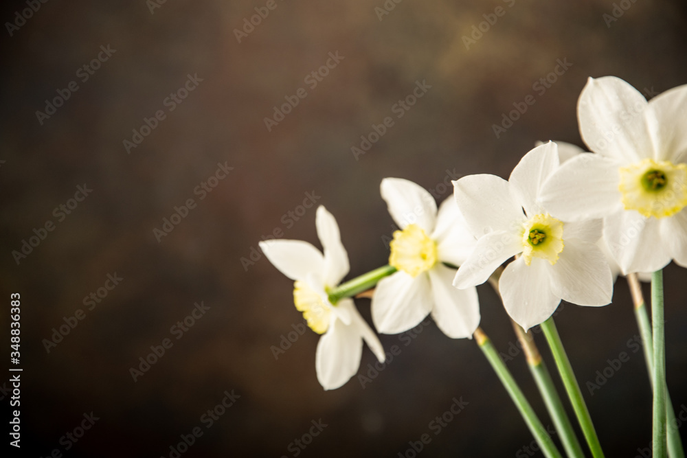 Obraz premium white and yellow daffodil flowers on a dark background