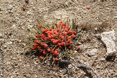 A close up of red fleshy mature cones (berries) of Ephedra monosperma, growing on the rocky slopes near Baikal Lake. Ephedra monosperma (Ephedra minima) - tiny shrub in the family of Ephedraceae photo