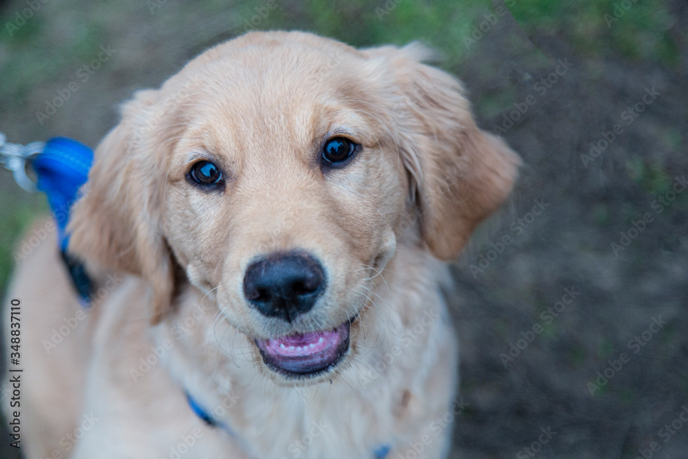 A downward partial frontal view, of a sitting Golden Retriever puppy against grass and dirt background
