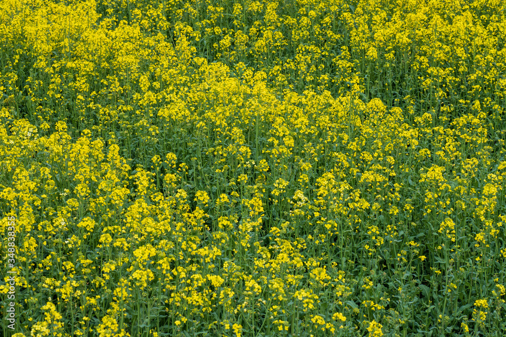 Obraz premium Field of yellow flowers. Rapeseed.