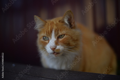 red cat
