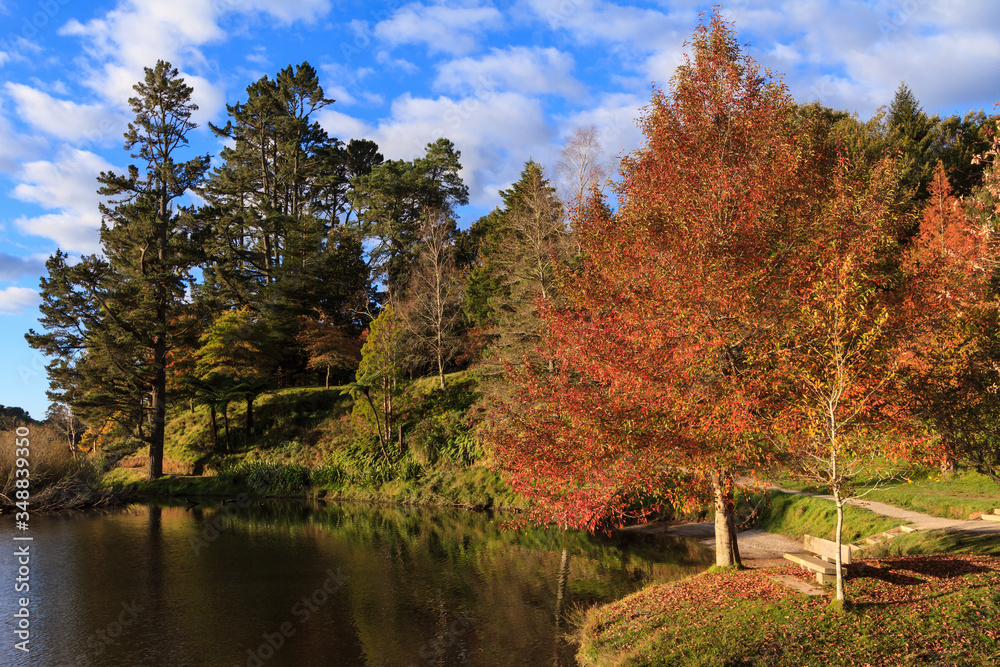 A tree with autumn foliage and a park bench by the side of a peaceful lake 