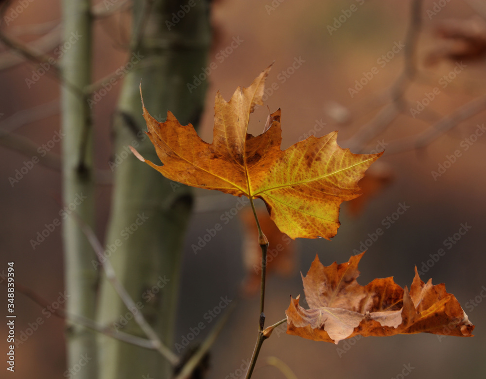 Close up Golden Maple Leaf in Winter Time Close up Golden Maple Leaf in Winter Time
