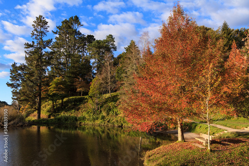 A tree with autumn foliage and a park bench by the side of a peaceful lake 