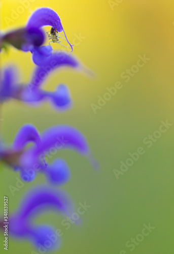 Salvia de los prados o Gallocresta (Salvia pratensis) photo