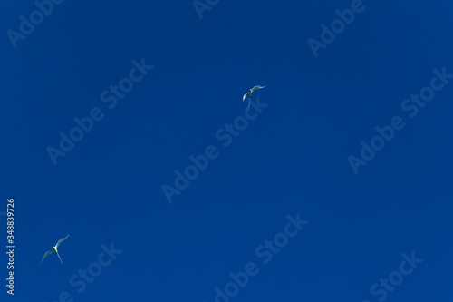 White-tailed Tropicbird (Phaethon lepturus dorotheae) photo