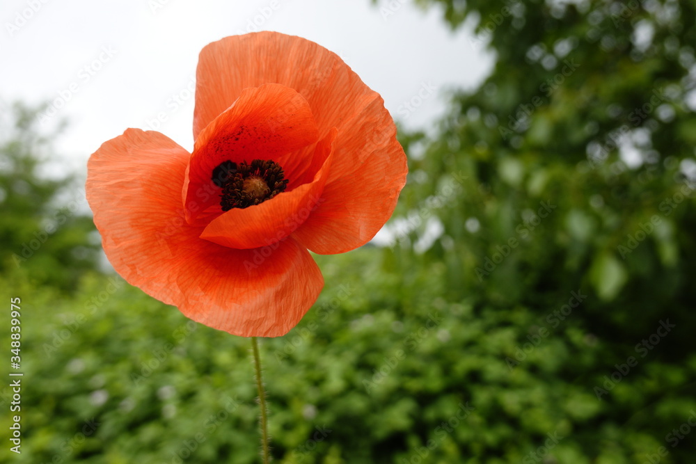 Fototapeta premium Poppy with background