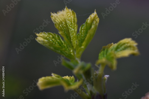 close up of a green plant