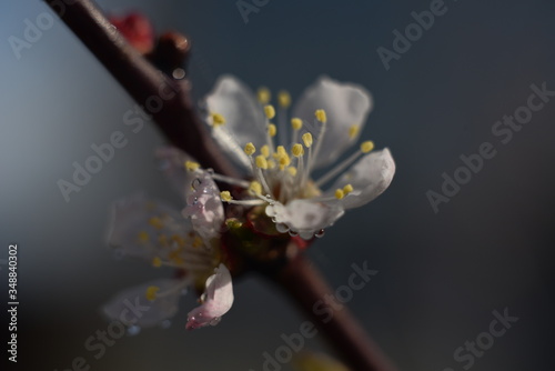 close up of a cherry blossom