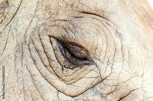 Close-up Of Elephant © phanithan jirakanjanasith/EyeEm