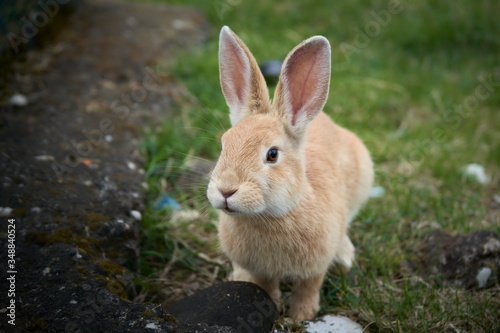 Tight shot of a rabbit © marcobortignon